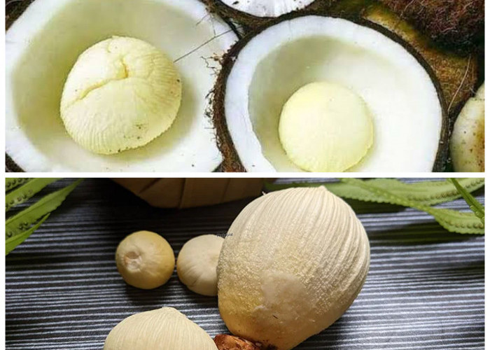 Khasiat Tersembunyi Kentos Kelapa untuk Menjaga Kesehatan Tubuh!