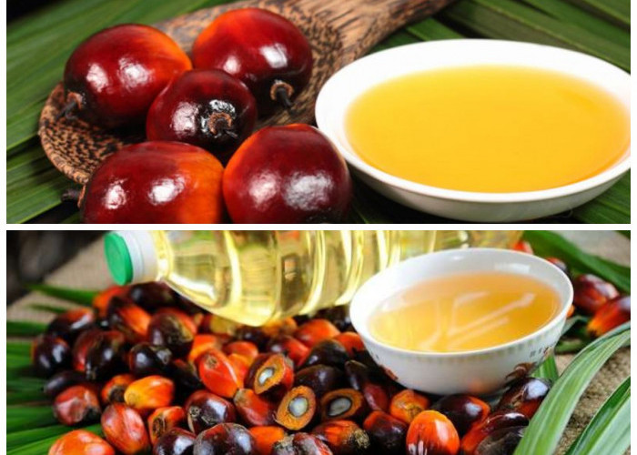 Khasiat Buah Sawit untuk Tubuh: Mendukung Kesehatan Jantung, Mata, dan Kekebalan Tubuh