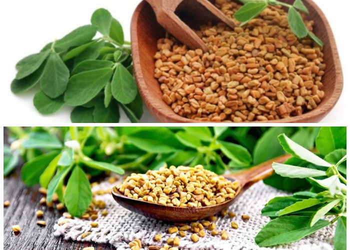 Kenali Fenugreek, Rempah Herbal Kaya Manfaat yang Baik untuk Kesehatan!