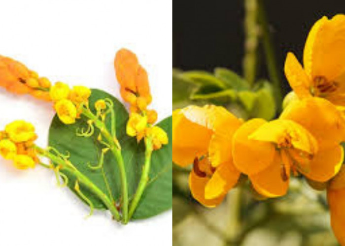 Ini Teryata Guys Manfaat Buah Senna Yang Jarang Diketahui, Bantu Atasi Sembelit!