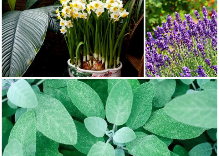 Tak Perlu Racun! Ini 5 Tanaman Alami untuk Mengusir Tikus dari Rumah