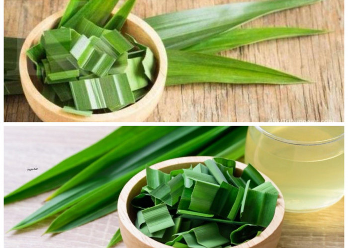 Manfaat Daun Pandan bagi Kesehatan Tubuh: Herbal Alami dengan Segudang Khasiat!