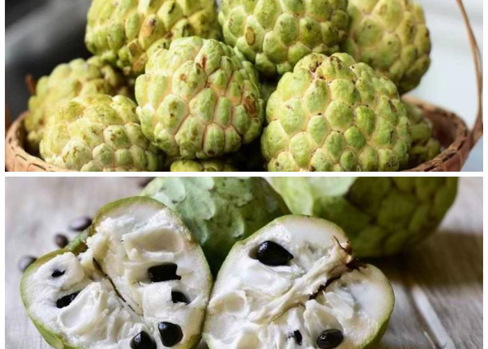 Rahasia Sehat dari Alam: Ini 10 Manfaat Srikaya yang Sayang untuk Dilewatkan!