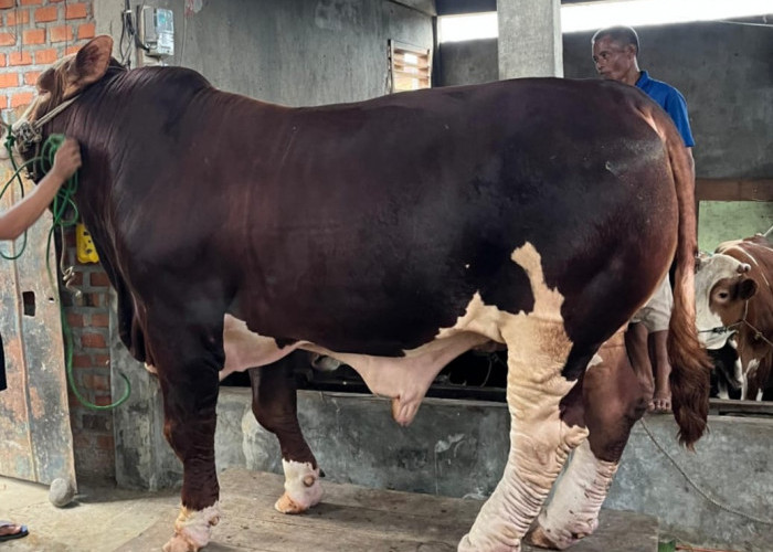 Sapi Banmas Presiden Berbobot 1 Ton Lebih, Dipelihara Peternak Milenial Pagar Alam
