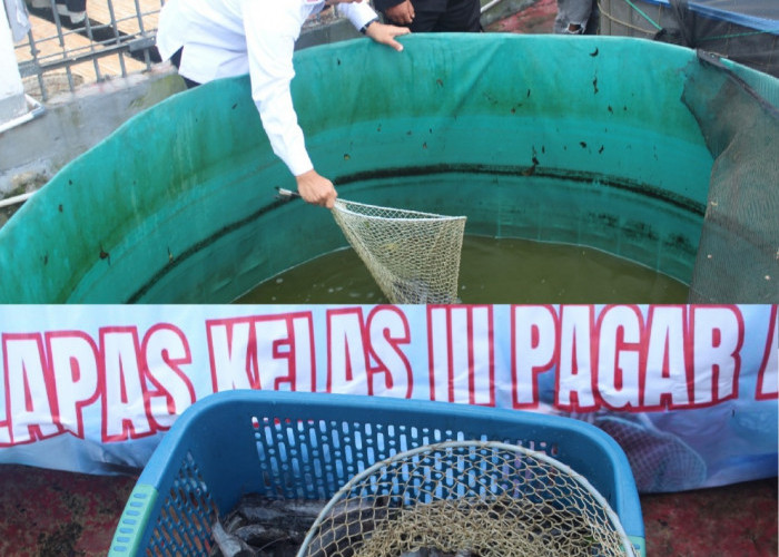 Lapas Pagar Alam Panen Raya Ikan Lele Budidaya Warga Binaan