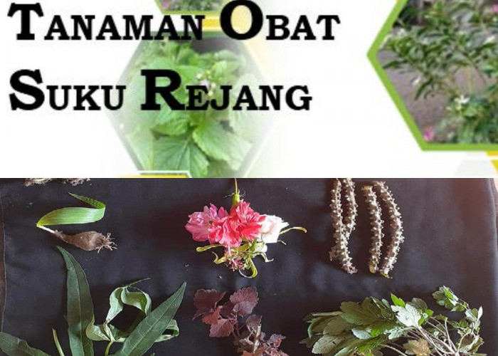 Sudah Tahu Tentang Obat Tradisional Suku Rejang? Jangan Lewatkan Khasiatnya!