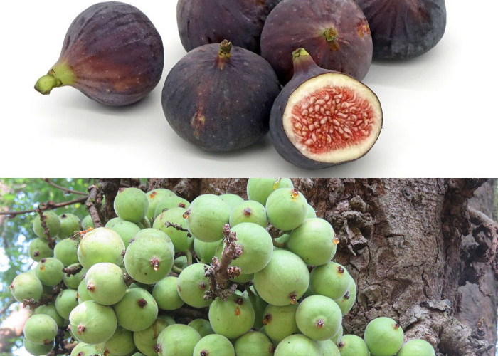 Inilah Kegunaan Buah Loa untuk Kesehatan Jantung!