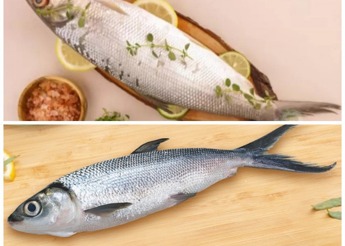 Manfaat Tersembunyi Ikan Bandeng untuk Kesehatan Tubuh, Wajib Dicoba!