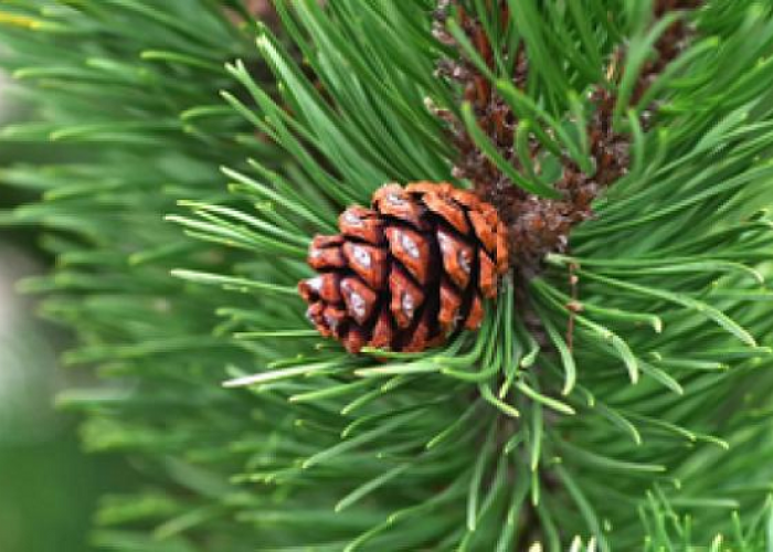 Kenapa Kacang Pohon Pinus Layak Dikonsumsi? Ternyata Ini 5 Manfaatnya!