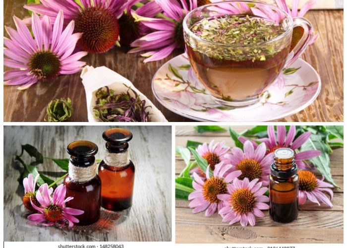 5 Manfaat Echinacea bagi Kesehatan Tubuh: Meningkatkan Imun, Redakan Peradangan, dan Lindungi Tubuh!