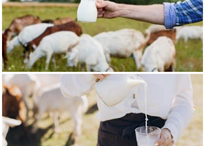 Maksimalkan Manfaat Susu Kambing Etawa: Panduan Cara Minum yang Tepat