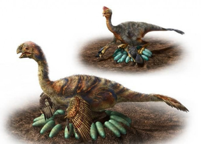 Ilmuwan Temukan Fosil Telur Berisi Bayi Dinosaurus, Dikabarkan Jenis Oviraptor