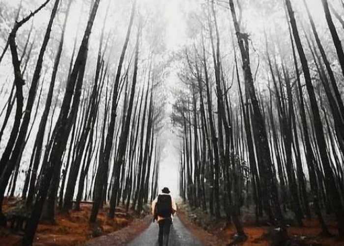 Ada Spot Foto yang Instagramable, Magelang Punya Barisan Hutan Pinus Kragilan yang Curi Perhatian 