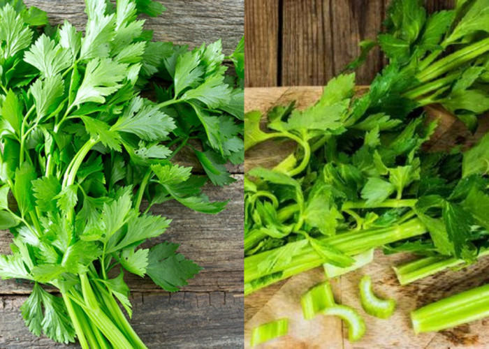 Pengidap Darah Tinggi, Wajib Cobain Manfaat Seledri Ini!