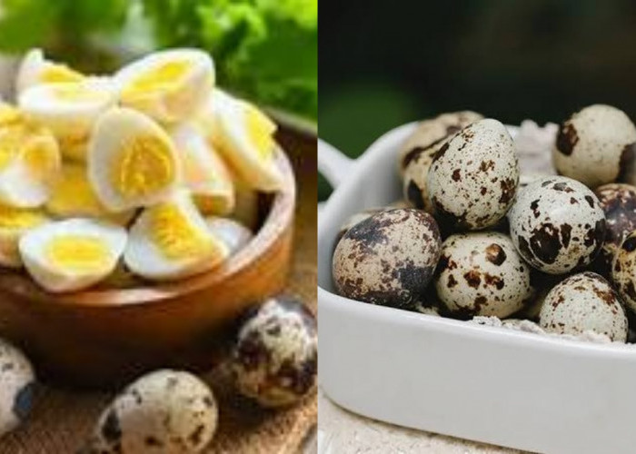  Ini Dia 9 Manfaat Telur Puyuh Untuk Kesehatan Tubuh Yang Jarang Diketahui!