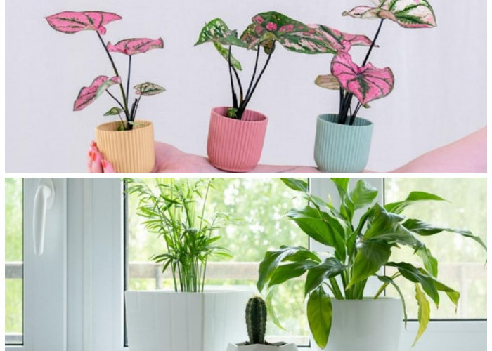 Tren Tanaman Hias 2026: Pilihan Populer untuk Dekorasi Rumah Kekinian