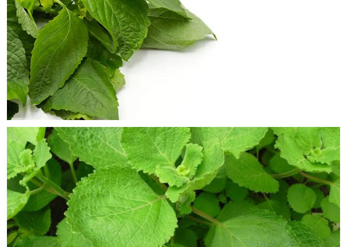 Jarang Terdengar, Daun Bangun-Bangun Ternyata Simpan Khasiat Super untuk Tangkal Penyakit!