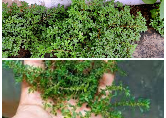Pilea Microphylla si “Ketumpangan Air”: Dari Gulma Biasa Jadi Herbal Penuh Khasiat