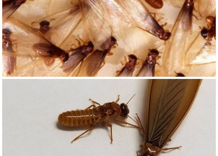 Laron Bermunculan Setelah Hujan? Ini 7 Cara Ampuh Mengusirnya dari Rumah