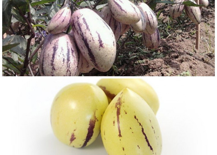 Mengenal Buah Pepino, Si Buah Ungu Penuh Manfaat untuk Menjaga Tubuh Tetap Bugar dan Sehat!