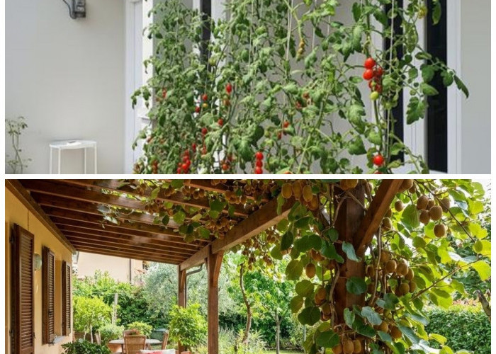 Percantik Teras Rumah dengan Tanaman Buah Merambat, Bikin Hunian Lebih Asri dan Sejuk!
