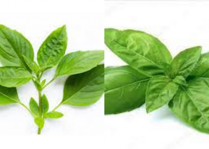 Inilah Manfaat Daun Kemangi Yang Jarang Diketahui!