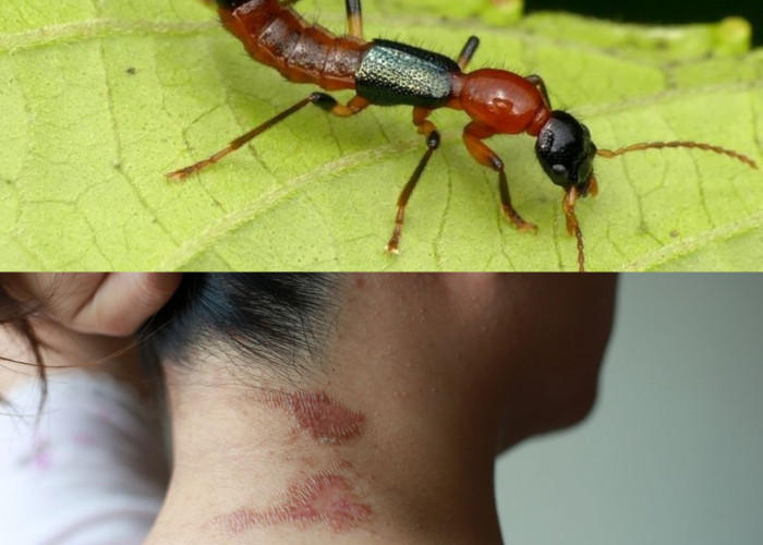Waspada Tomcat! Ini Cara Mengusirnya Tanpa Risiko