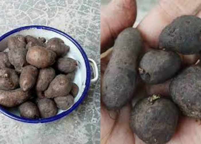 Menurunkan Tekanan Darah Teryata Ini Manfaat Kentang Hitam Untuk Kesehatan!