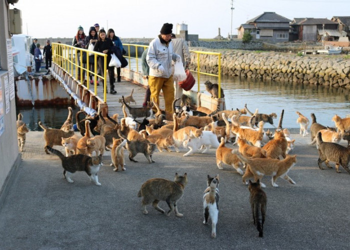 Kucing Mendominasi Sebuah Pulau? Inilah Kisah Pulau Aoshima Jepang