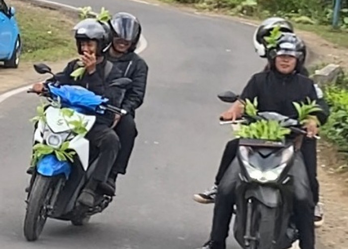 Tak Patut Ditiru, Wisatawan Dilarang Petik Daun Teh Aset PTPN Tanpa Izin