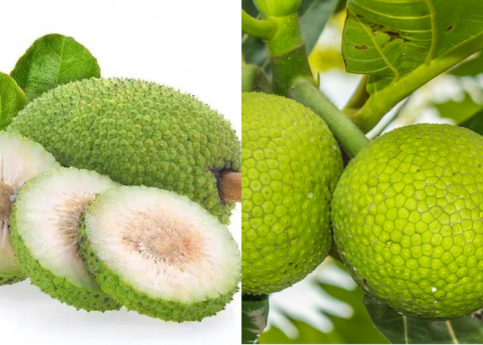 Simak! Manfaat Buah Sukun Untuk Kesehatan Tubuh Begini Penjelasan Selengkapnya