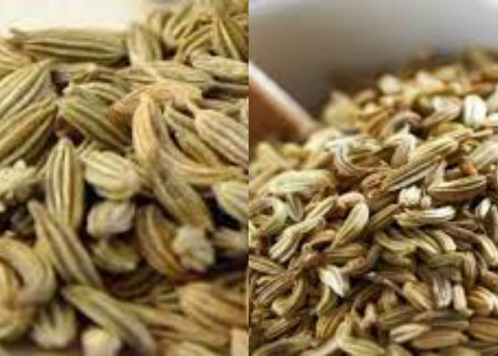 Bagus Untuk Sistem Imun, Inilah 8 Manfaat Biji Adas Yang Jarang Diketahui!