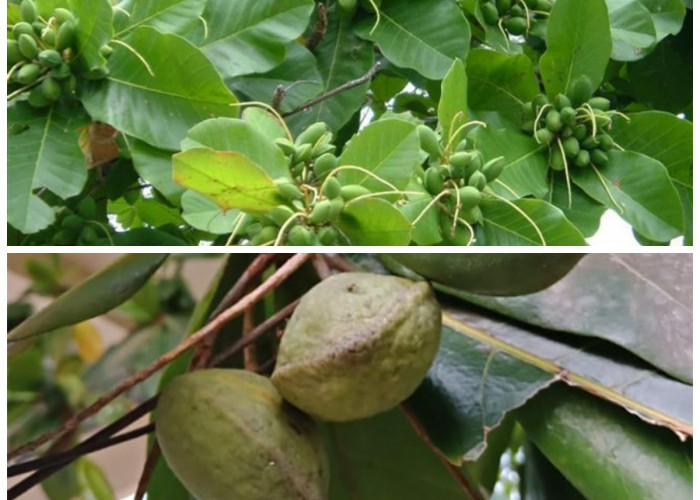 Manfaat Tersembunyi Buah Ketapang: Rahasia Alam untuk Kesehatan dan Vitalitas Tubuh