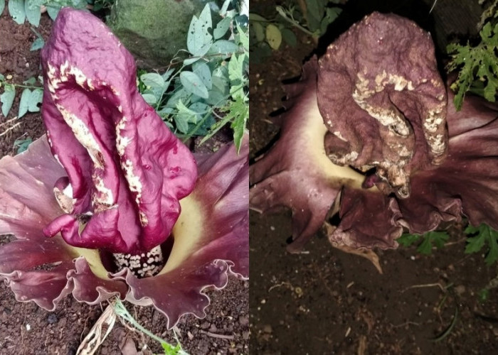 Bunga Bangkai Tumbuh di Pekarangan Rumah Warga di Pagar Alam