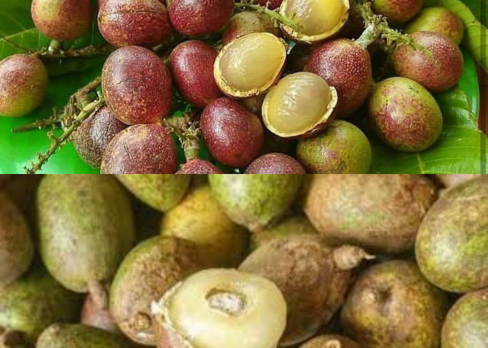  4 Keuntungan Buah Matoa yang Harus Diketahui!