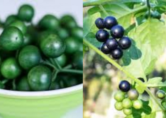 Yuk Intip! Manfaat Dan Kandungan Leunca Untuk Kesehatan Tubuh Yang Jarang Diketahui