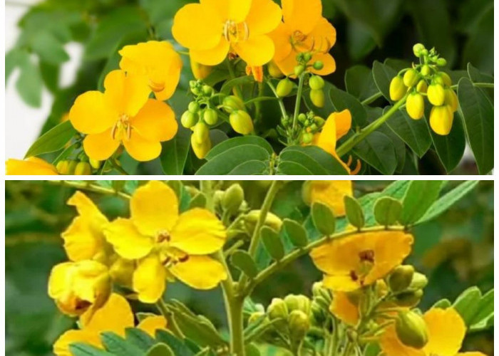Cassia Angustifolia, Tanaman Herbal yang Kaya Manfaat untuk Tubuh dan Sistem Imu
