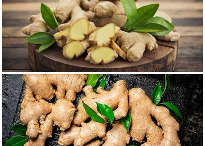 Rahasia Jahe untuk Daya Tahan Tubuh: Manfaat Alami dan Cara Mudah Mengolahnya Jadi Minuman Sehat!