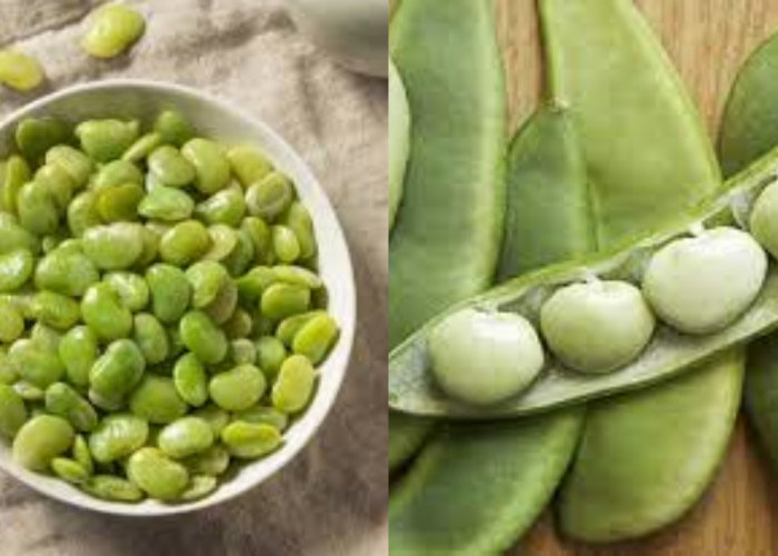 Mengandung Zat Besi Cegah Anemia Teryata Ini Guys Manfaat Dari Kacang Lima Untuk Kesehatan! 