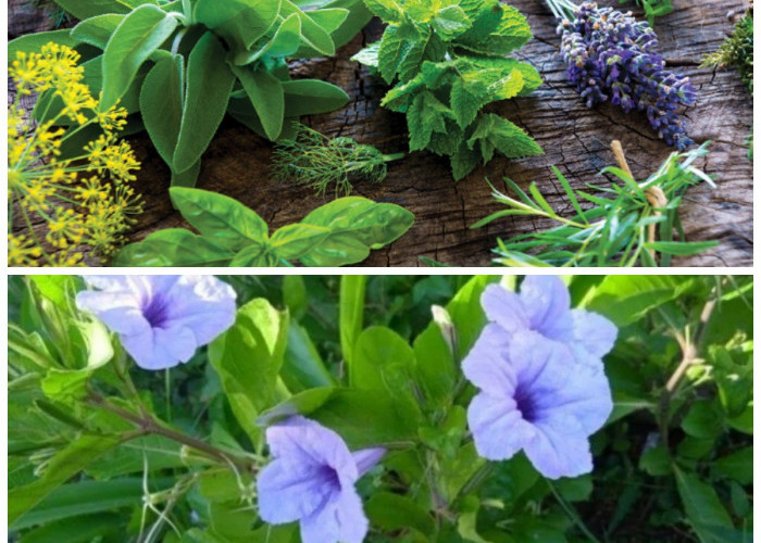 Tumbuhan Herbal dari Ketinggian: Khasiat 5 Tanaman Obat di Puncak Gunung