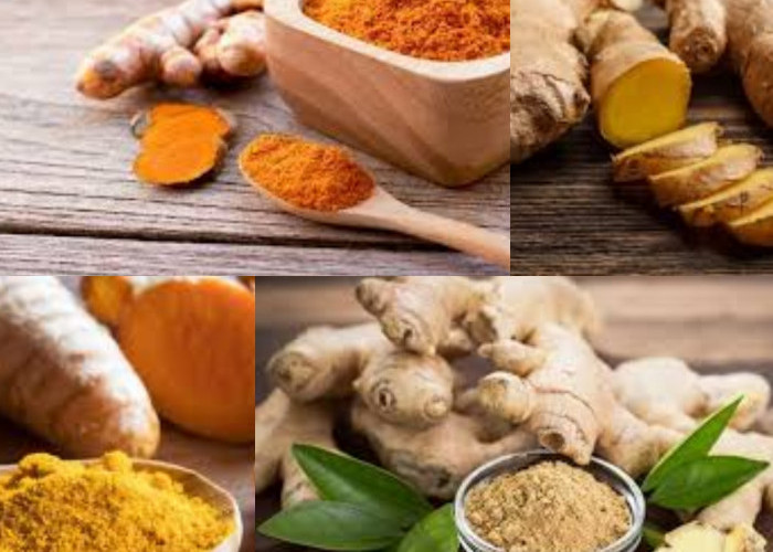 Manfaat Tanaman Herbal Temulawak untuk Kesehatan! Yuk Kita Intip Dibawah Ini!