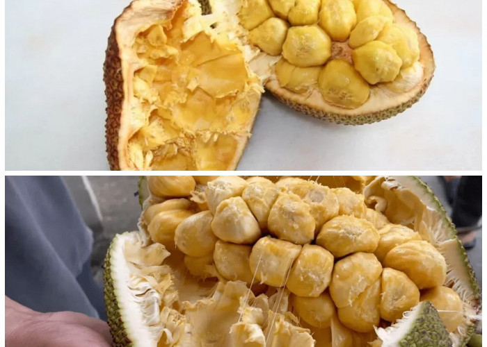 Kenali Khasiat Cempedak bagi Tubuh, dari Pencernaan hingga Imunitas