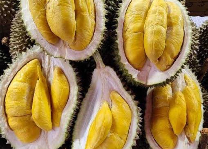 Rajanya Buah, Inilah Daerah Penghasil Durian Terbesar di Indonesia