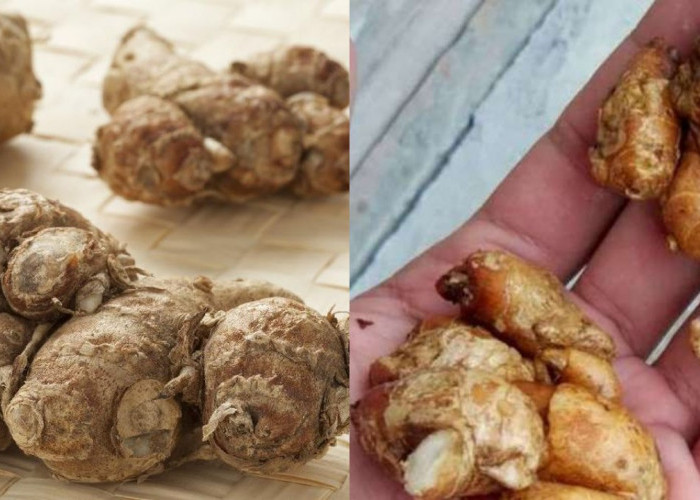 Apakah Kencur Efektif Meredakan Batuk? Cek Jawabannya di Sini