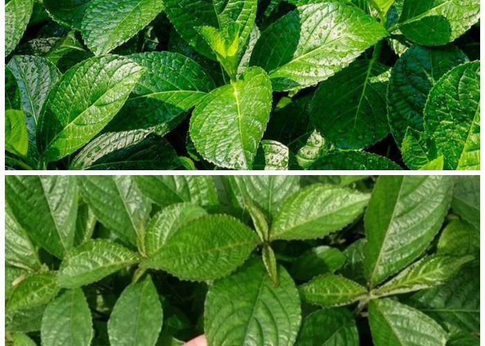 Kenali Manfaat Daun Keji Beling, Solusi Tradisional untuk Ginjal Lebih Sehat