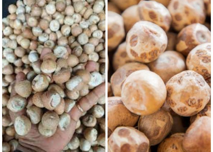 7 Manfaat Buah Pinang dalam Menjaga Kesehatan Tubuh dan Pengobatan Tradisional!