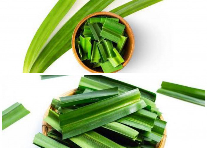 Rahasia Daun Pandan untuk Kesehatan: Wangi Alami dengan Manfaat Luar Biasa!