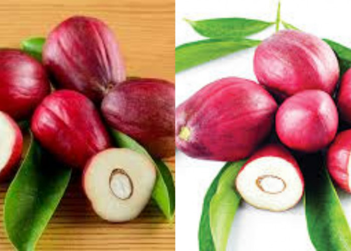 Menurunkan Gula Darah Teryata Ini Guys Manfaat Dari Mahkota Dewa Untuk Kesehatan!