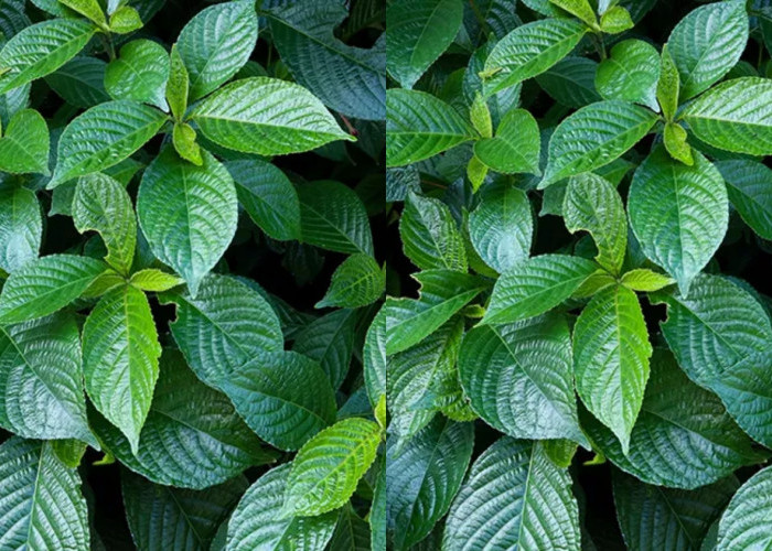 Menjaga Kesehatan Ginjal Inilah Manfaat Daun Keji Beling Yang Harus Kalian Ketahui! 