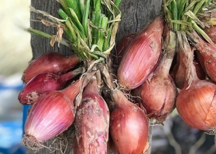 Mau Sehat dengan Obat Tradisional Suku Tengger? Yuk, Coba Ramuan Alaminya!